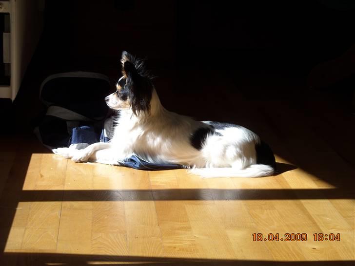 Papillon Betty billede 17