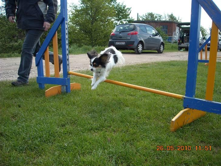 Papillon Betty - Betty til agillity billede 18