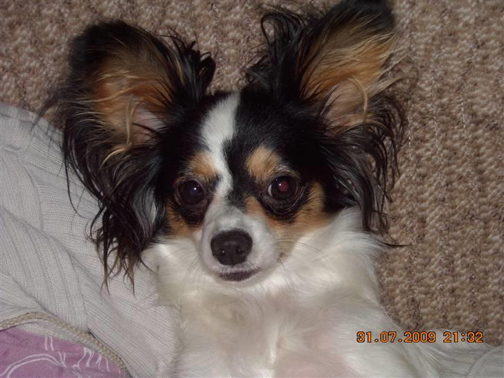 Papillon Betty billede 19