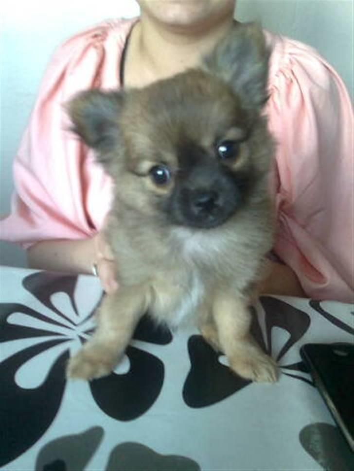 Blanding af racer Walter billede 1