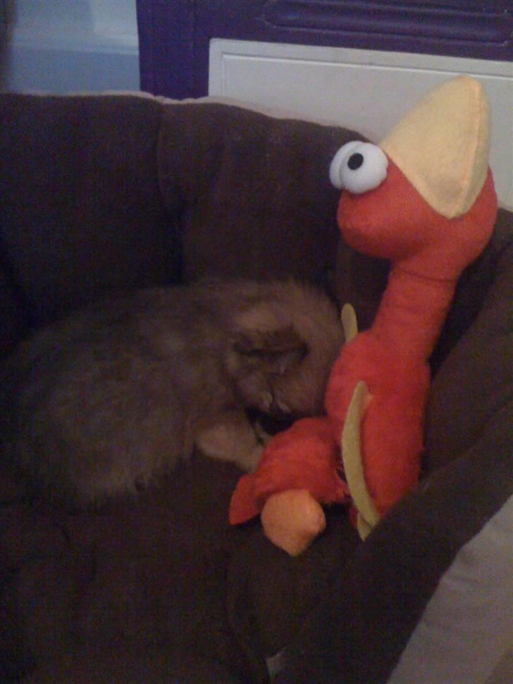 Blanding af racer Walter - elsker splatterfuglen = bedste ven! billede 2