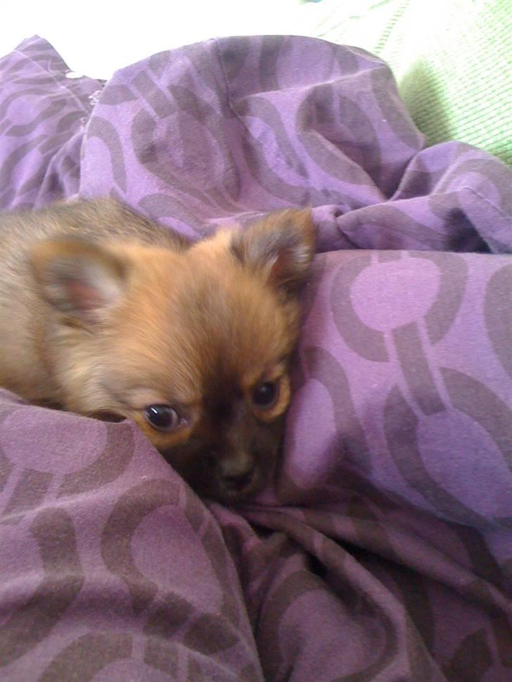 Blanding af racer Walter billede 3