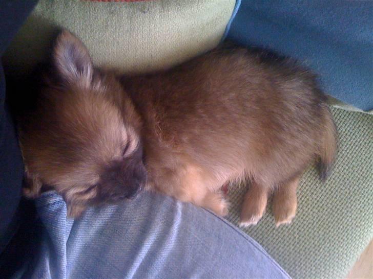 Blanding af racer Walter billede 4