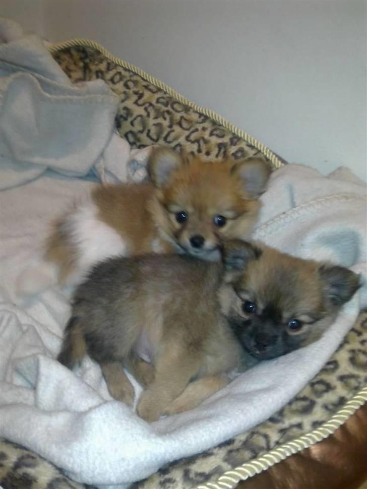 Blanding af racer Walter - Walter og brormand Kalle, 7½ uge. billede 5