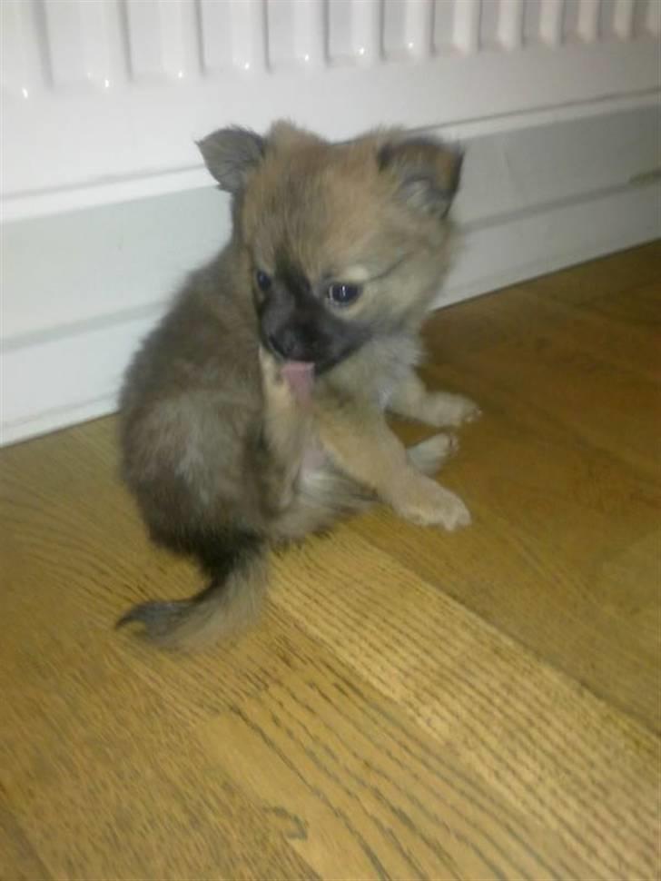 Blanding af racer Walter billede 6