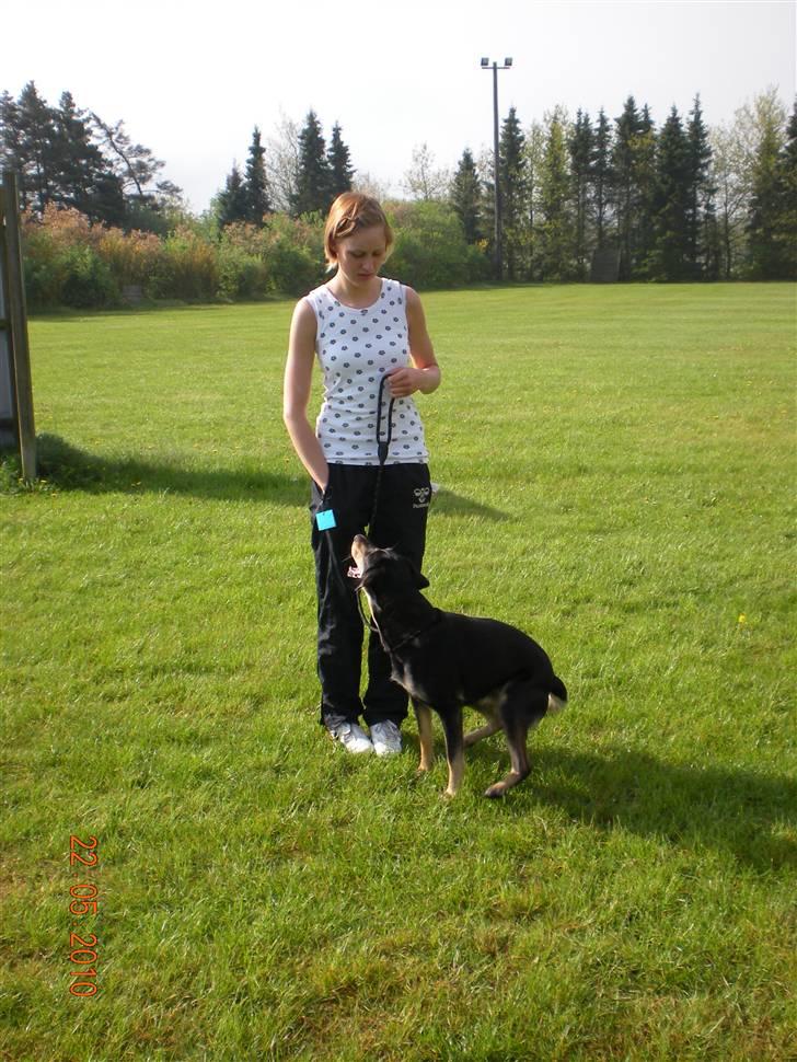 Blanding af racer Lady - opvarmning inden første løb billede 11