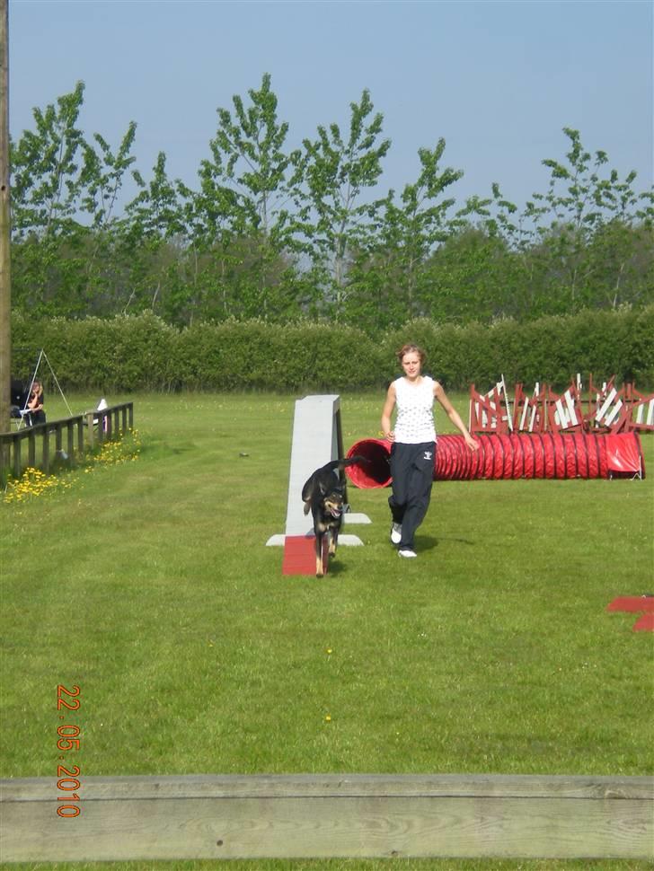 Blanding af racer Lady - Ag konkurrence grindsted/billund d 22/5-10 billede 12