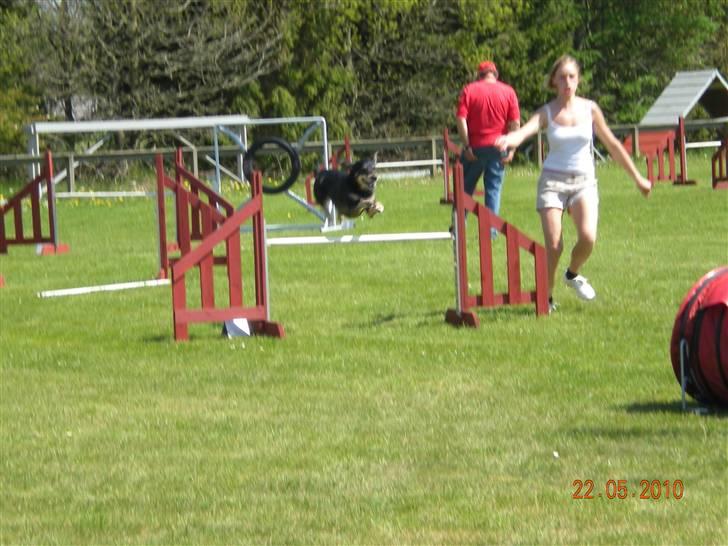 Blanding af racer Lady billede 13