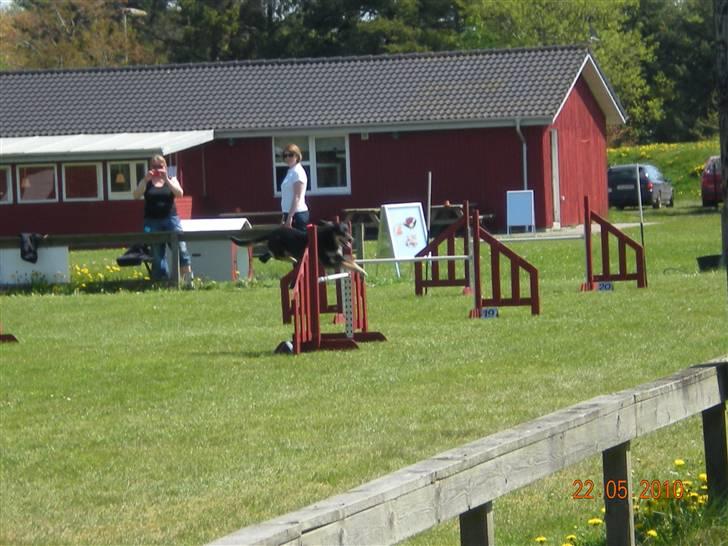 Blanding af racer Lady billede 14