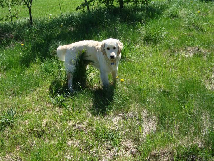 Golden retriever Thomsen - det kløer lidt!!!! billede 20