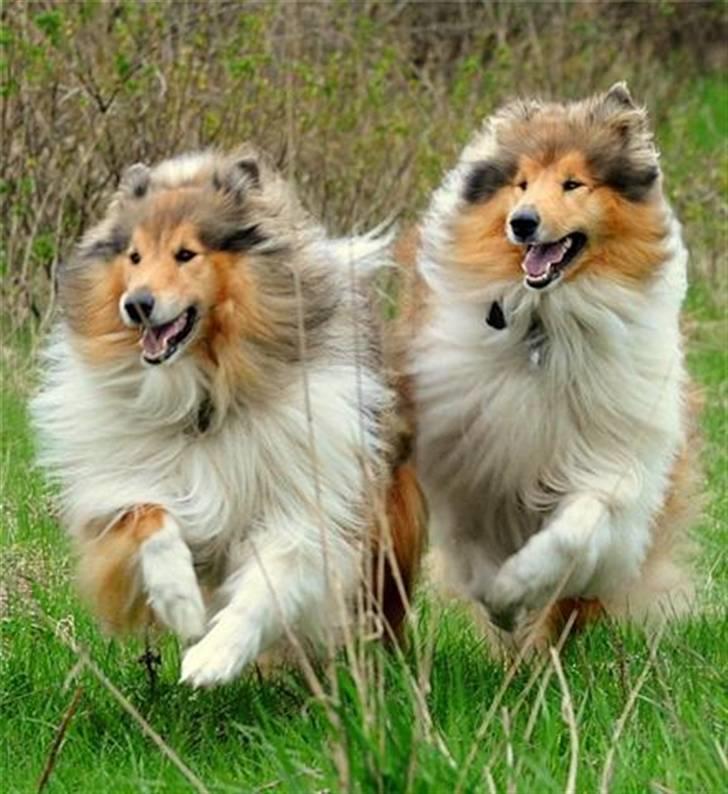 Collie langhåret Beyond Imagination - Mio billede 16