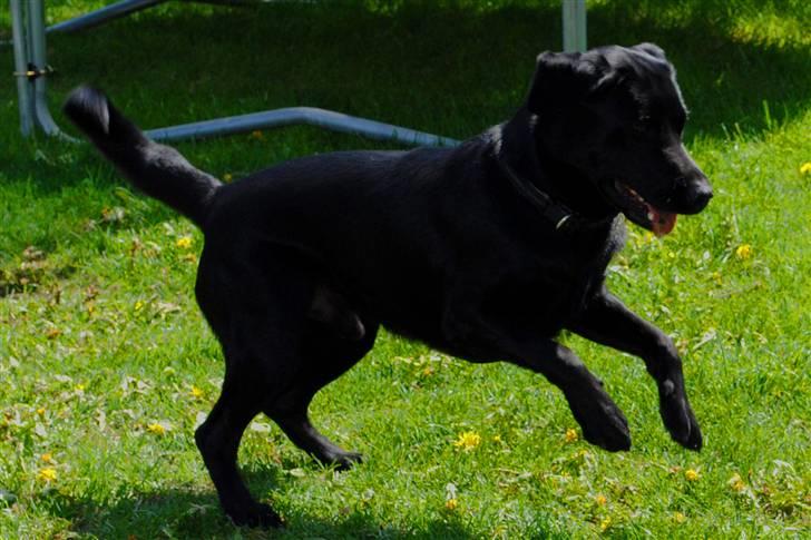 Labrador retriever Ollie  - velkommen til ollies profil skriv en kommentar og giv en stemme billede 1