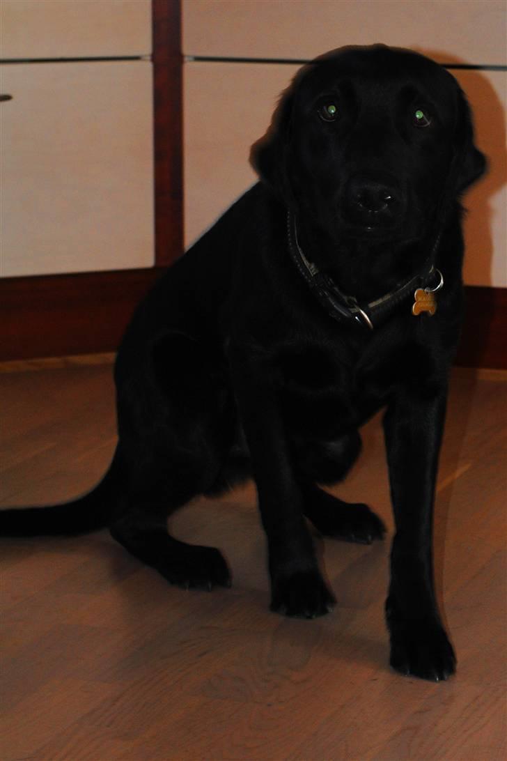 Labrador retriever Ollie  - sikke nogle triste øjne, han er nu sød! <3 billede 3