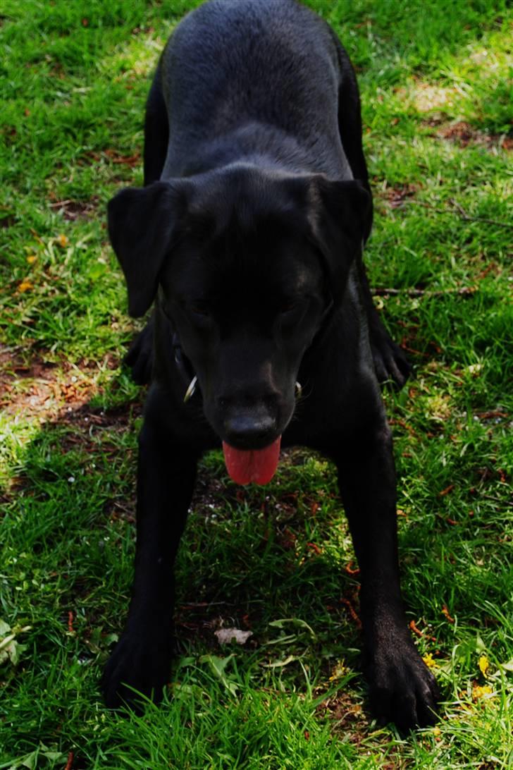 Labrador retriever Ollie  billede 4