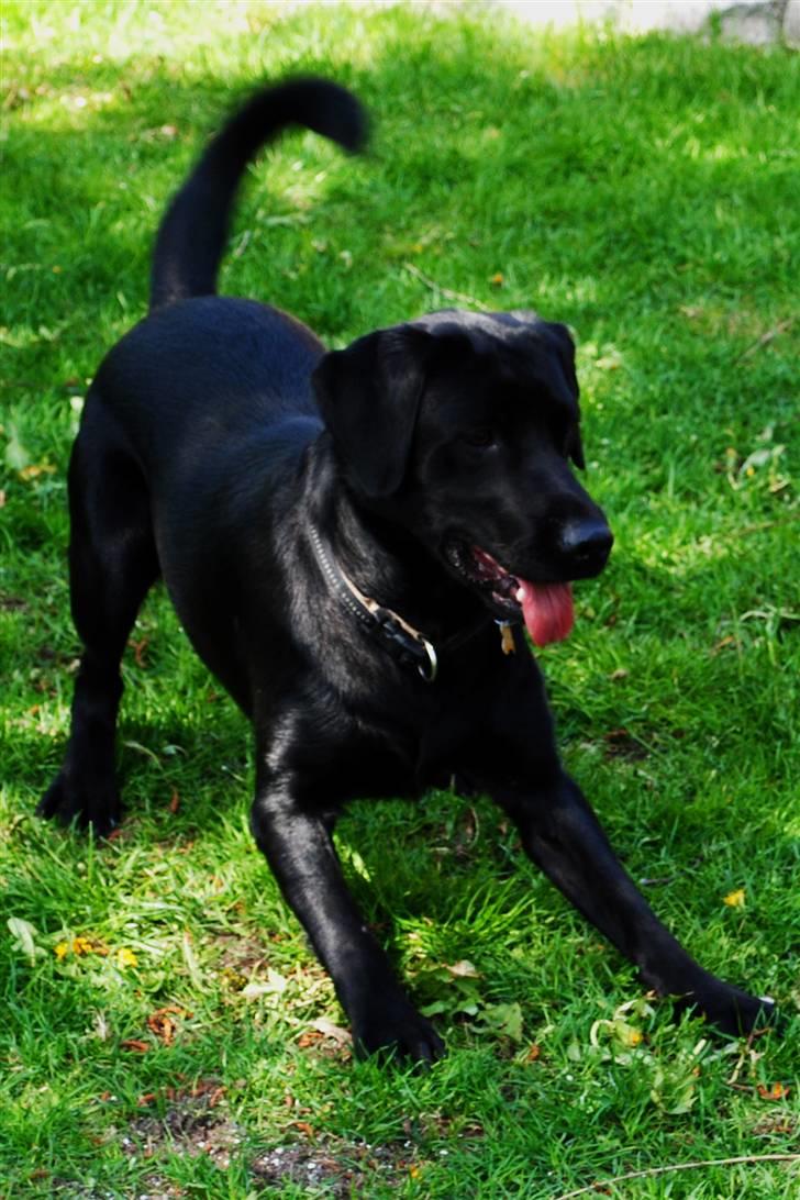 Labrador retriever Ollie  billede 5