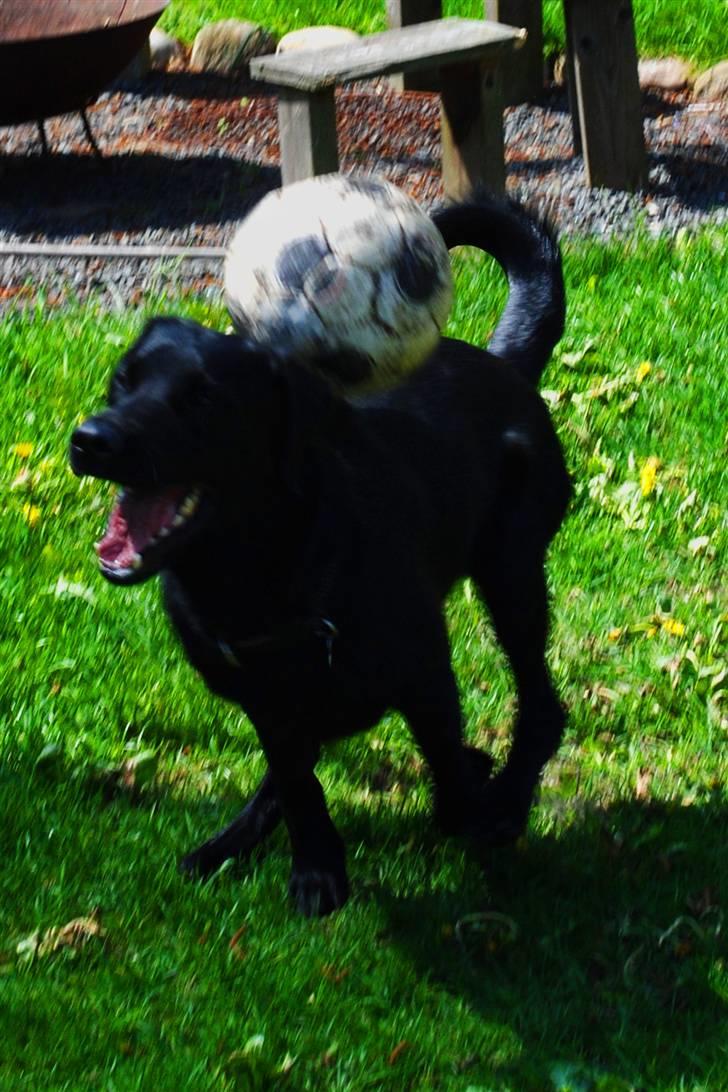 Labrador retriever Ollie  - haha ollie ramt med bolden! billede 6