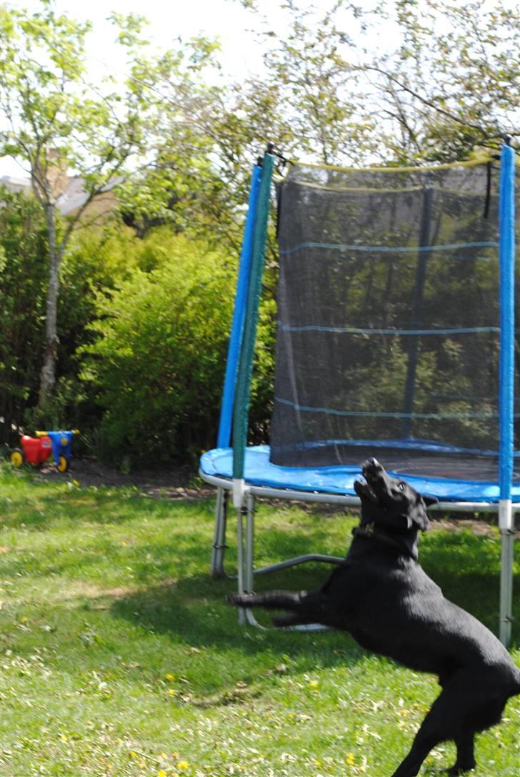 Labrador retriever Ollie  - polle-drengen billede 7