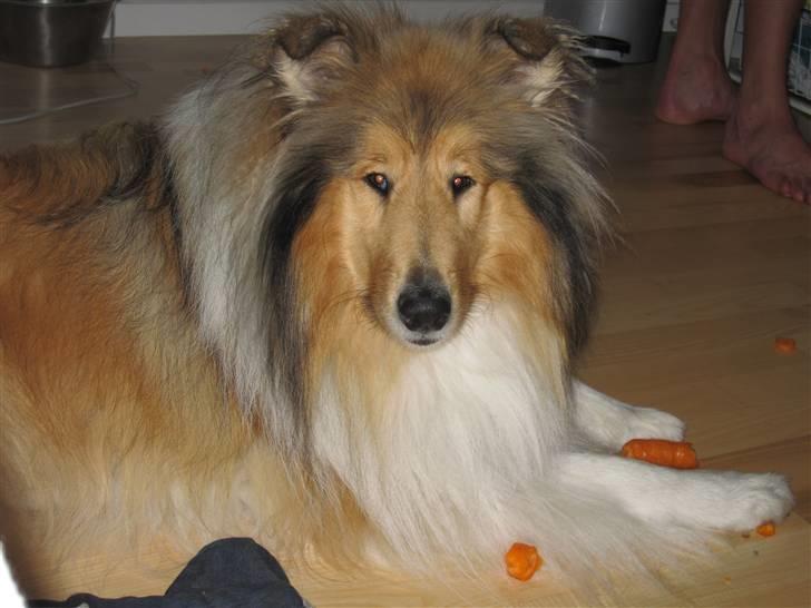 Collie langhåret Beyond Imagination - Mio billede 17