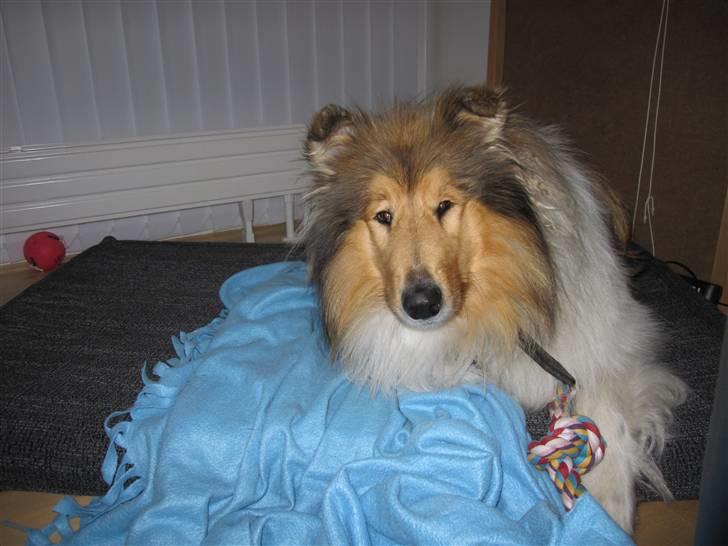 Collie langhåret Beyond Imagination - Mio billede 18