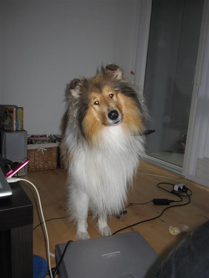 Collie langhåret Beyond Imagination - Mio billede 19