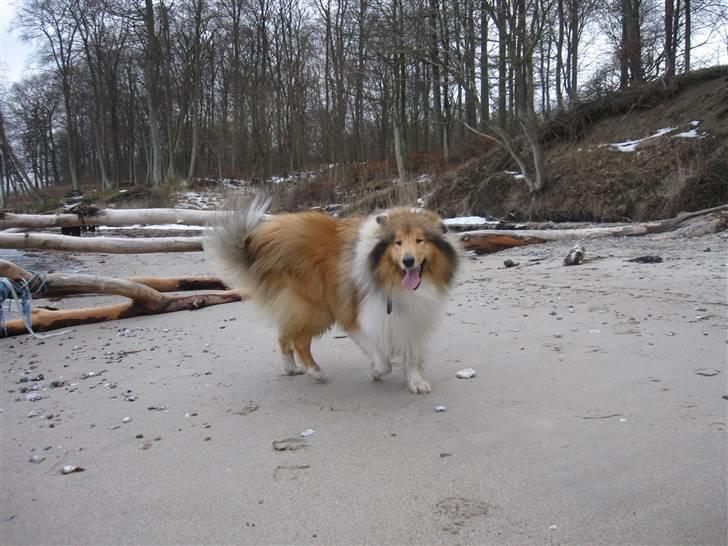 Collie langhåret Beyond Imagination - Mio billede 20