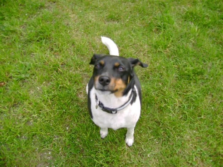 Dansk svensk gaardhund Tuco billede 1