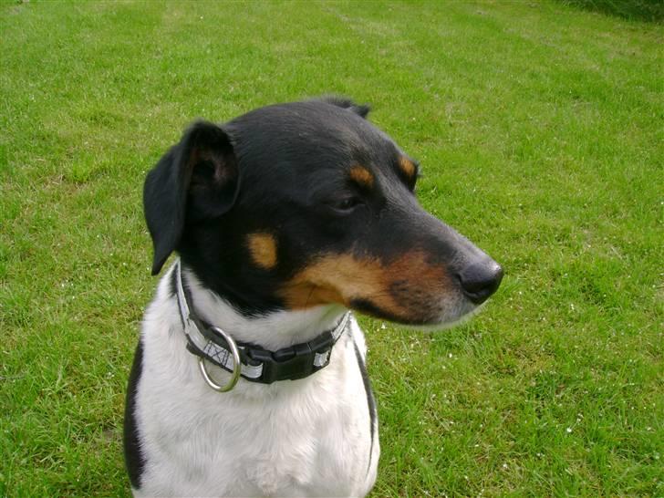 Dansk svensk gaardhund Tuco billede 3