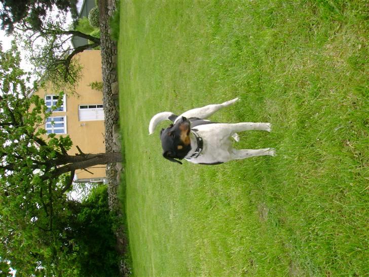 Dansk svensk gaardhund Tuco billede 4