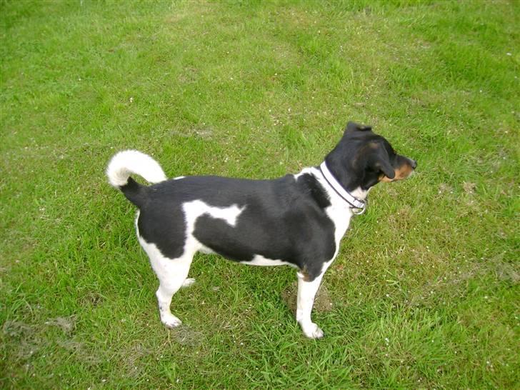 Dansk svensk gaardhund Tuco billede 7