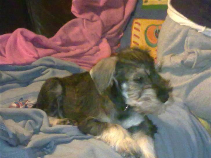 Dvaergschnauzer Silver <33 ~miin elskede dreng ~ - som baby.. :)  billede 2