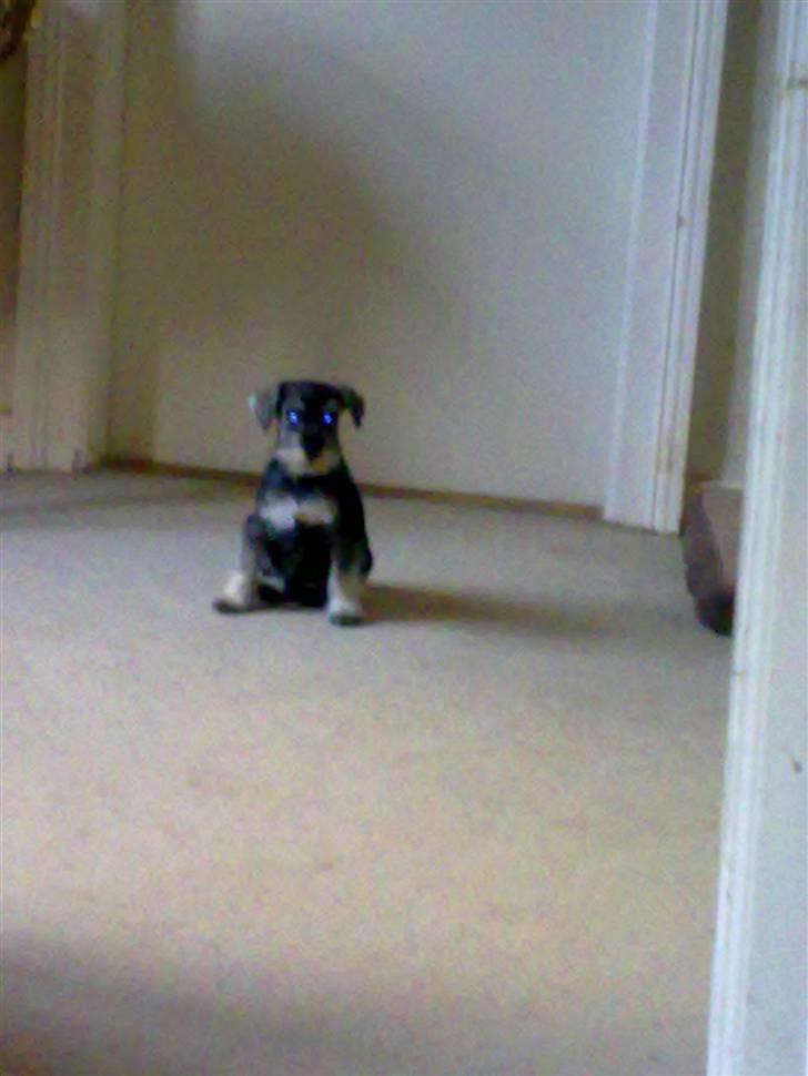 Dvaergschnauzer Silver <33 ~miin elskede dreng ~ - som baby.. :)  billede 3