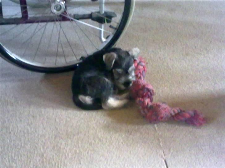 Dvaergschnauzer Silver <33 ~miin elskede dreng ~ - som baby.. :)  billede 4