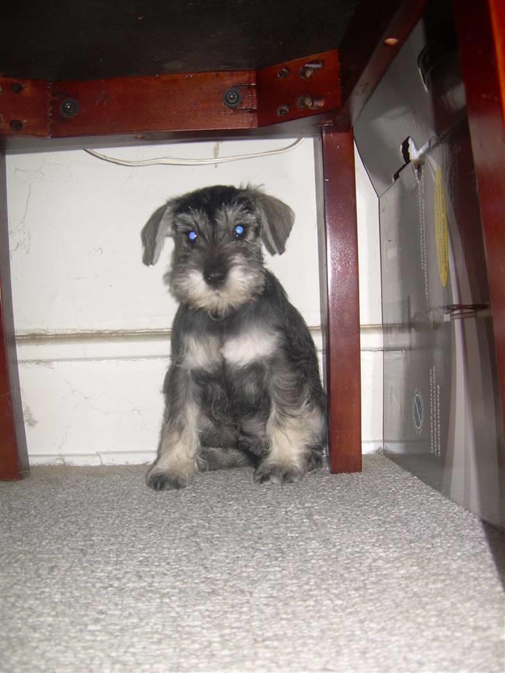 Dvaergschnauzer Silver <33 ~miin elskede dreng ~ - som baby.. :)  billede 5