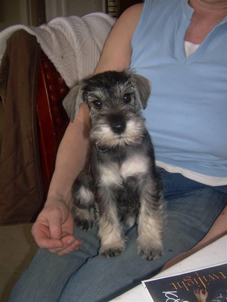 Dvaergschnauzer Silver <33 ~miin elskede dreng ~ - som baby.. :)  billede 6