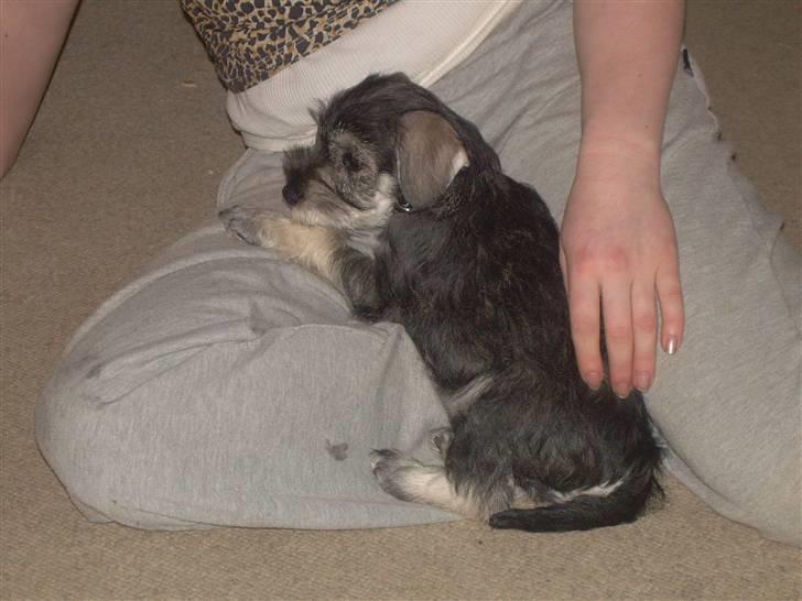 Dvaergschnauzer Silver <33 ~miin elskede dreng ~ billede 7