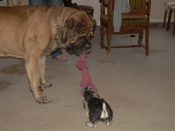 Dvaergschnauzer Silver <33 ~miin elskede dreng ~ billede 8