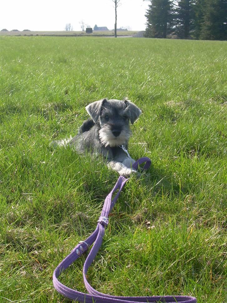 Dvaergschnauzer Silver <33 ~miin elskede dreng ~ billede 9
