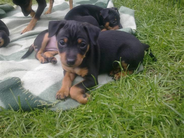 Dvaergpinscher Rapido  billede 6