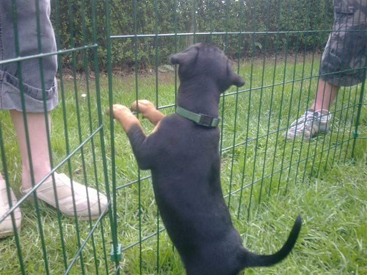 Dvaergpinscher Rapido  billede 7