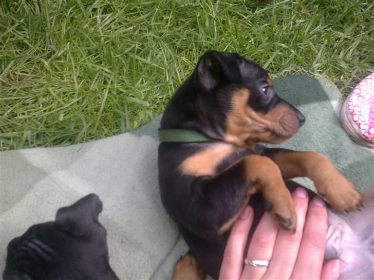 Dvaergpinscher Rapido  billede 8