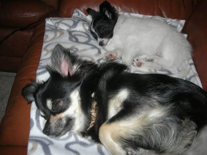 Papillon Nikki billede 11