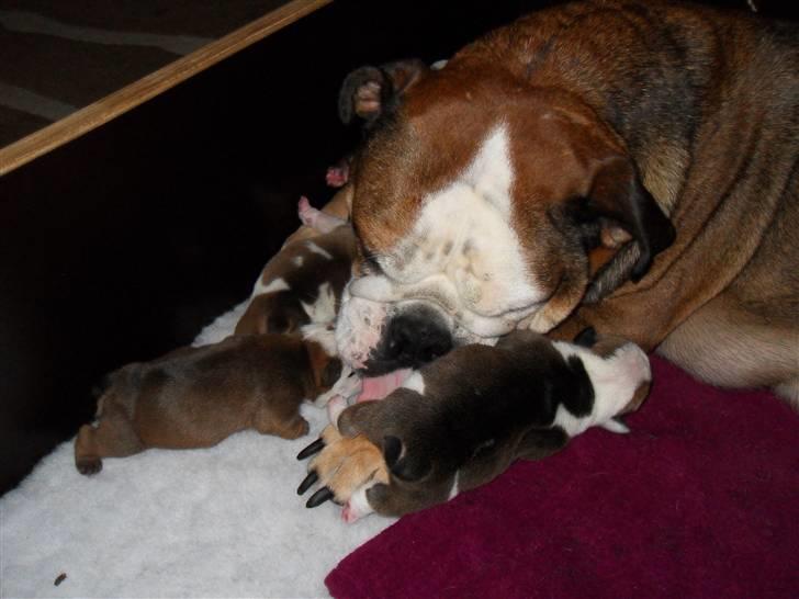 Engelsk bulldog Viola billede 11