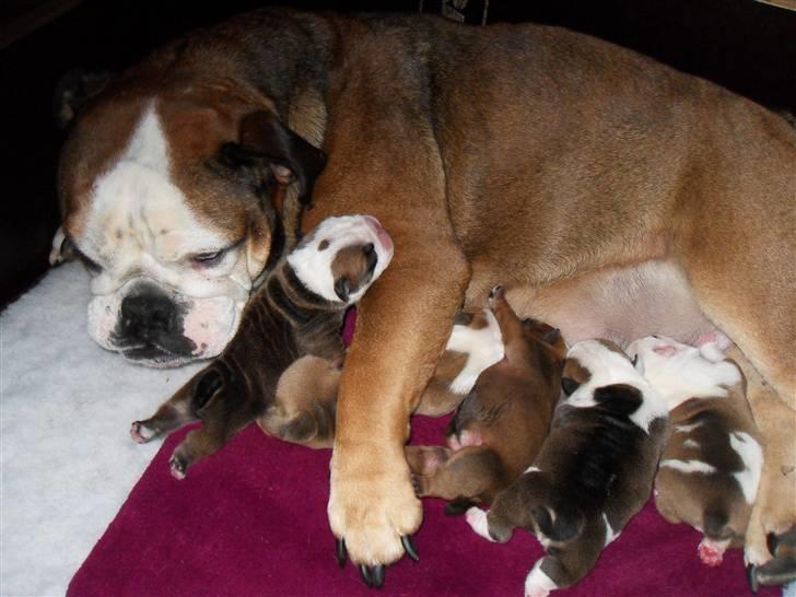 Engelsk bulldog Viola billede 12