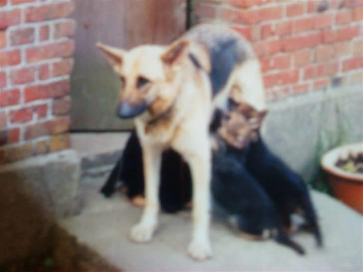 Schæferhund Nala *Død* :( billede 1