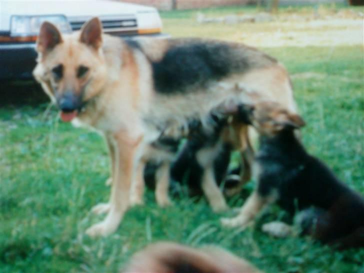 Schæferhund Nala *Død* :( billede 2