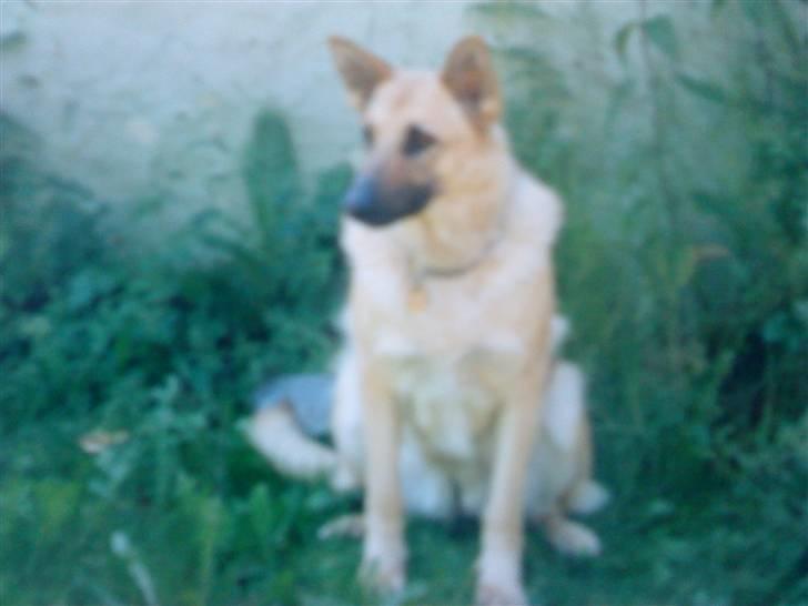 Schæferhund Nala *Død* :( billede 3