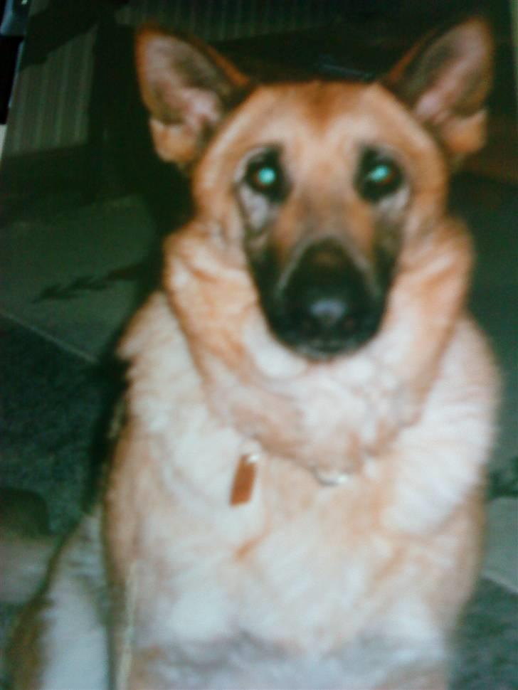 Schæferhund Nala *Død* :( billede 4