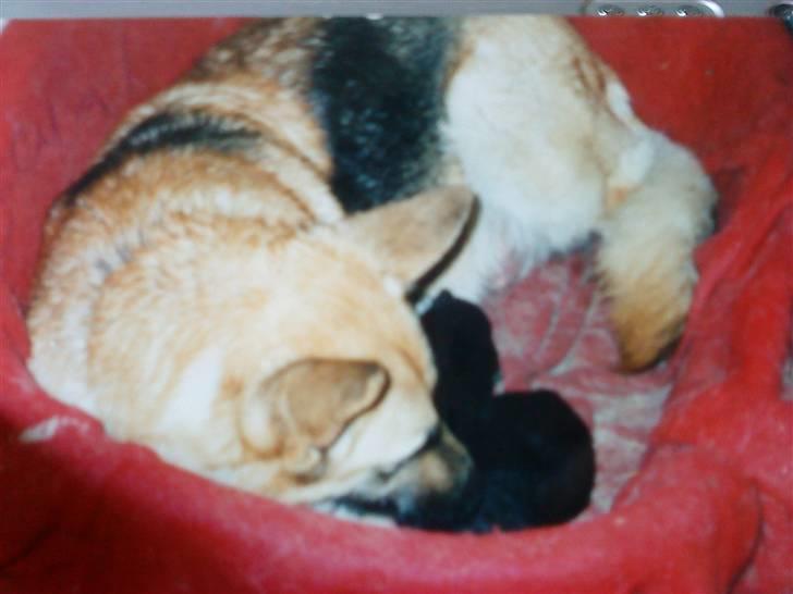 Schæferhund Nala *Død* :( billede 5