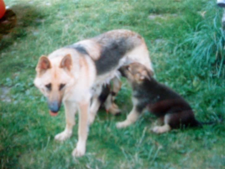 Schæferhund Nala *Død* :( billede 6