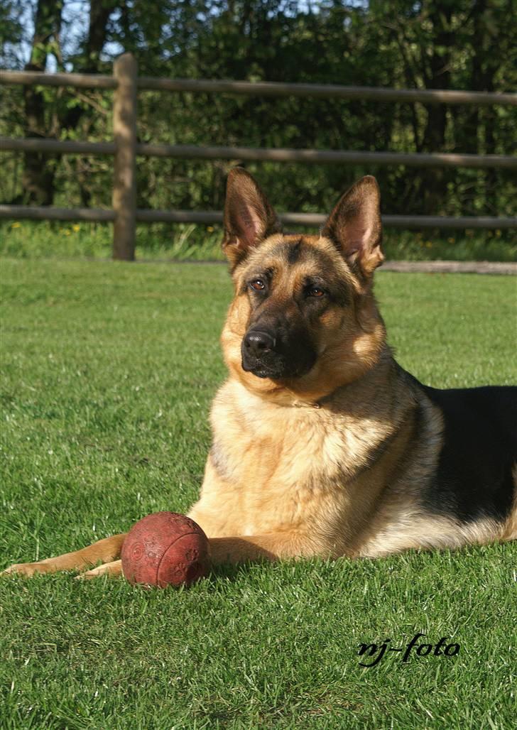 Schæferhund Holmgårs Soffie - 1. {_}elkommet til Soffie´s profil - gi´ en kommentar og en bedømmelse :) billede 1